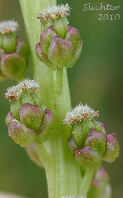 Close-up of the flowers of Seaside Arrowgrass, Seaside Arrow-grass: Triglochin maritima (Synonyms: Triglochin elata, Triglochin maritimum)
