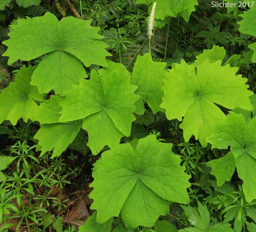 Vanilla Leaf, Vanillaleaf, Seet-after-death, Deerfoot, Deer's-foot: Achlys triphylla