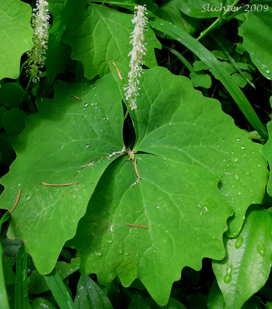 anilla Leaf, Vanillaleaf, Seet-after-death, Deerfoot, Deer's-foot: Achlys triphylla (Includes Achlys californica in Oregon)