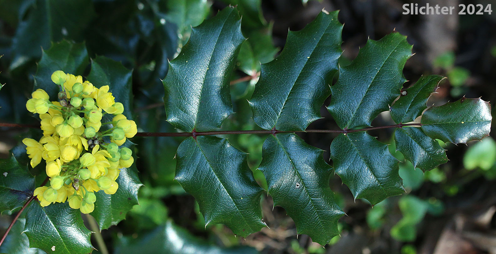Inflorescence and pinnately-compound leaf of Shining Oregon Grape, Shining Oregon-grape, Tall Oregon Grape, Tall Oregongrape, Holly-leaf Oregon-grape: Berberis aquifolium (Synonyms: Berberis aquifolium var. aquifolium, Berberis nutkana, Mahonia aquifolium, Odostemon aquifolium)