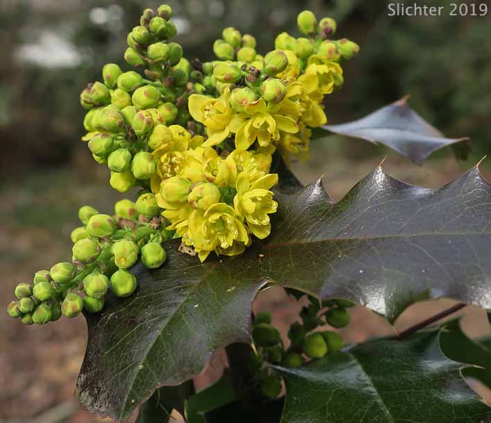 Shining Oregon Grape, Shining Oregon-grape, Tall Oregon Grape, Tall Oregongrape, Holly-leaf Oregon-grape: Berberis aquifolium (Synonyms: Berberis aquifolium var. aquifolium, Berberis nutkana, Mahonia aquifolium, Odostemon aquifolium)
