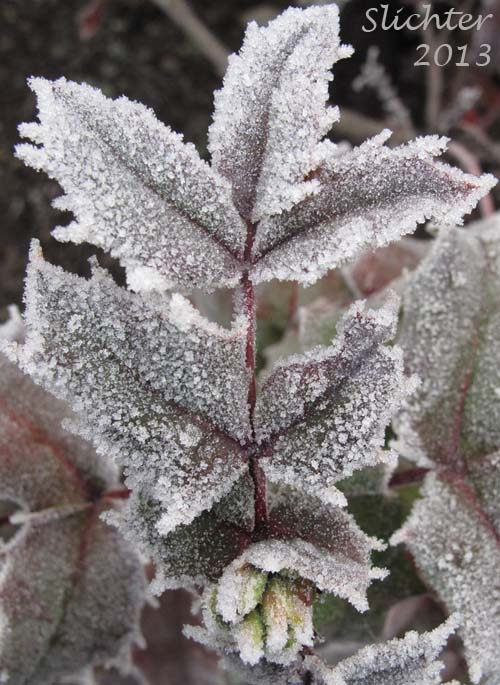 Frosty leaf of Shining Oregon Grape, Shining Oregon-grape, Tall Oregon Grape, Tall Oregongrape, Holly-leaf Oregon-grape: Berberis aquifolium (Synonyms: Berberis aquifolium var. aquifolium, Berberis nutkana, Mahonia aquifolium, Odostemon aquifolium)