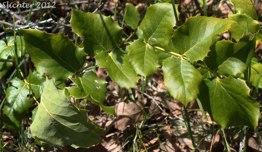 Shining Oregon Grape, Shining Oregon-grape, Tall Oregon Grape, Tall Oregongrape, Holly-leaf Oregon-grape: Berberis aquifolium (Synonyms: Berberis aquifolium var. aquifolium, Berberis nutkana, Mahonia aquifolium, Odostemon aquifolium)