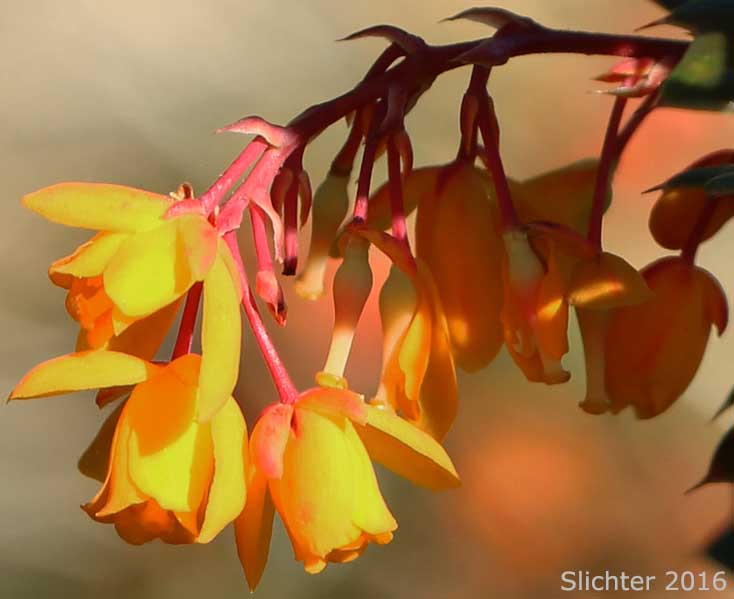 Inflorescence of Darwin's Barberry, Darwin's Berberis: Berberis darwinii