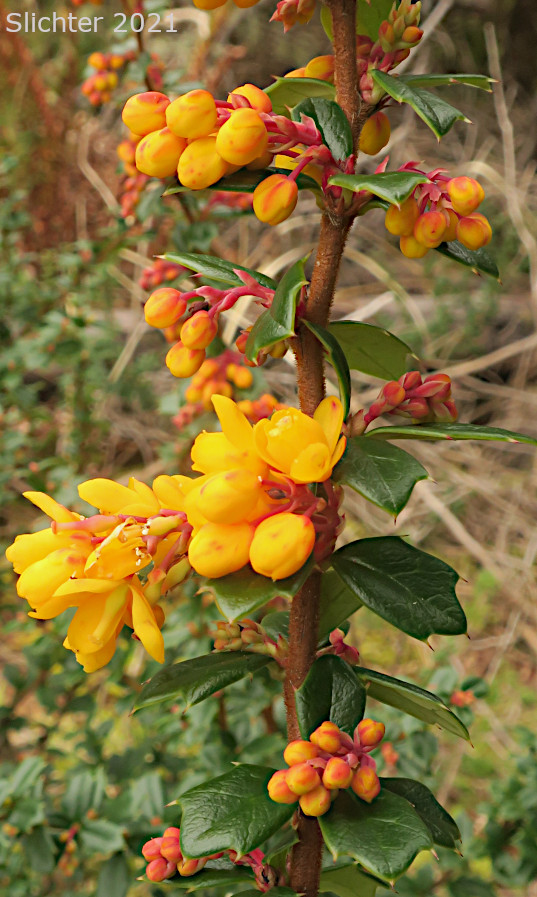 Darwin's Barberry, Darwin's Berberis: Berberis darwinii