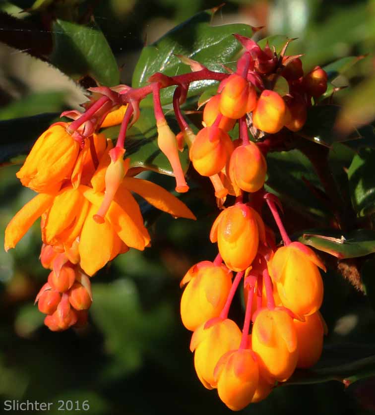 Flowers of Darwin's Barberry, Darwin's Berberis: Berberis darwinii