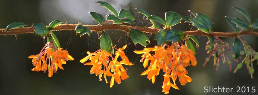 Darwin's Barberry, Darwin's Berberis: Berberis darwinii