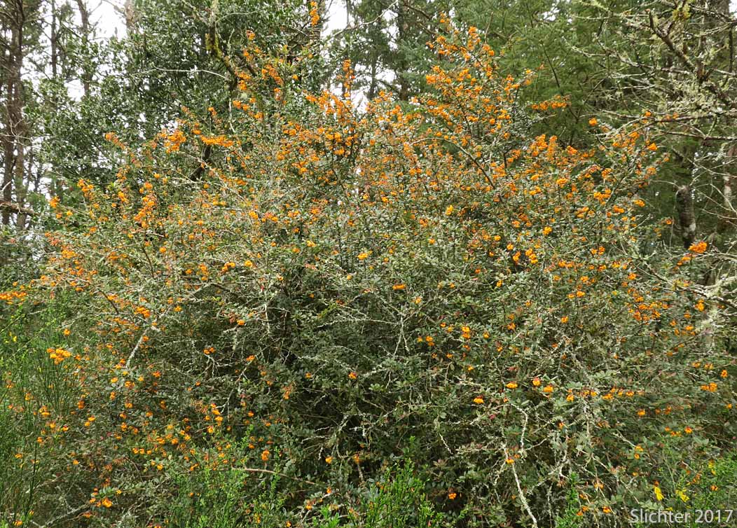 Darwin's Barberry, Darwin's Berberis: Berberis darwinii