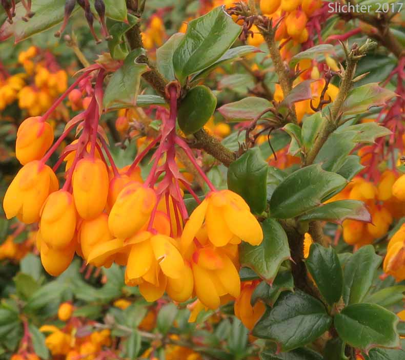Darwin's Barberry, Darwin's Berberis: Berberis darwinii