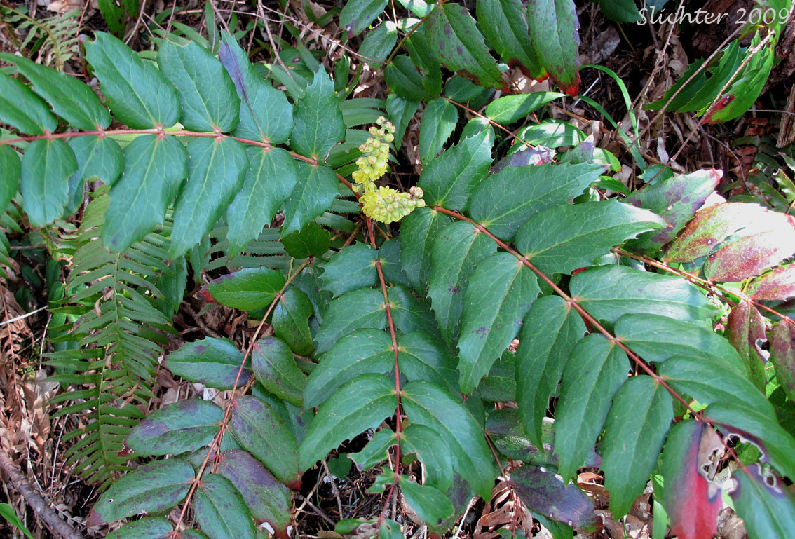 Cascade Oregon Grape, Cascade Oregon-grape, Dull Oregongrape, Long-leaved Oregon Grape: Berberis nervosa (Synonyms: Berberis nervosa var. mendocinensis, Mahonia nervosa, Mahonia nervosa var. mendocinensis, Mahonia nervosa var. nervosa, Odostemon nervosus)
