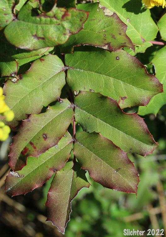 Piper's Barberry, Piper's Oregon Grape: Berberis piperiana (Synonym: Mahonia piperiana)