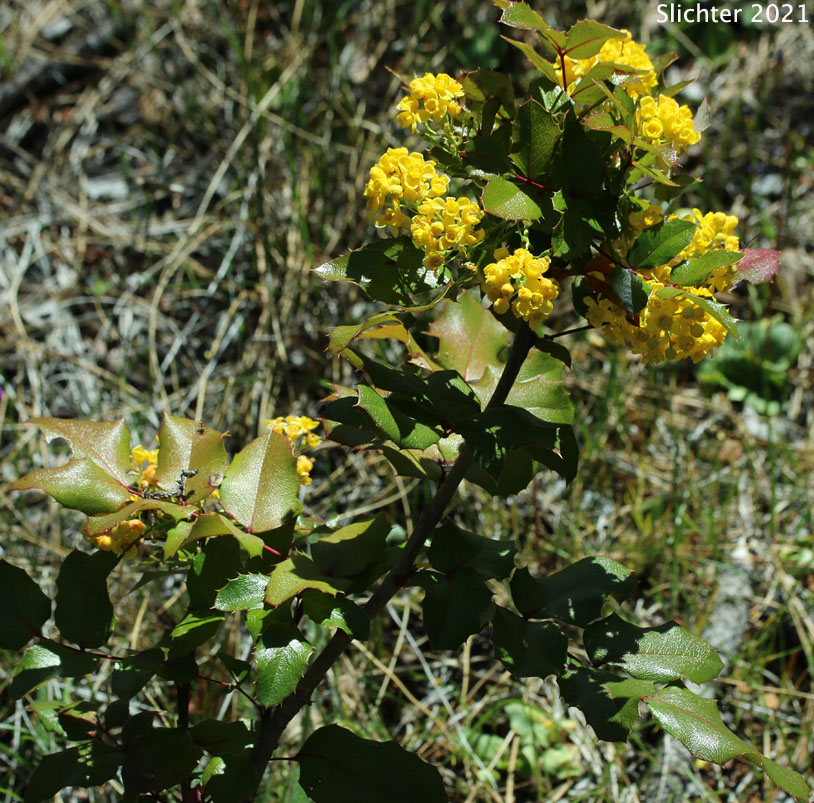 Piper's Barberry, Piper's Oregon Grape: Berberis piperiana (Synonym: Mahonia piperiana)
