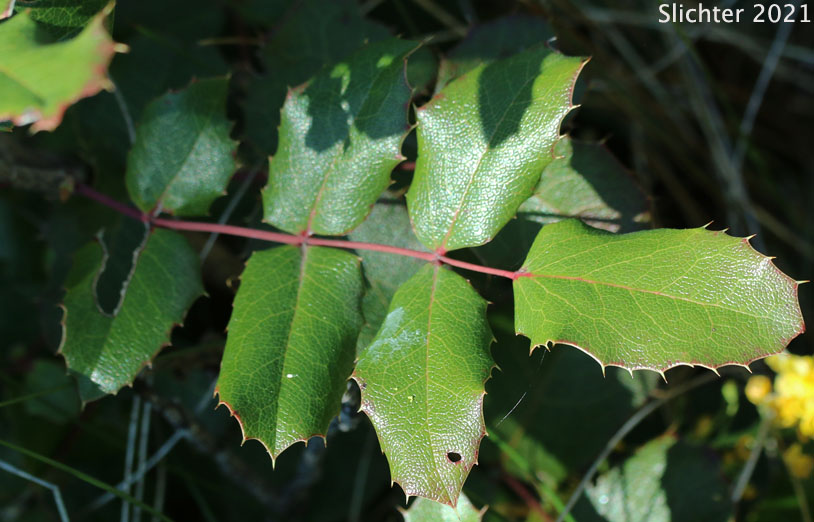 Piper's Barberry, Piper's Oregon Grape: Berberis piperiana (Synonym: Mahonia piperiana)