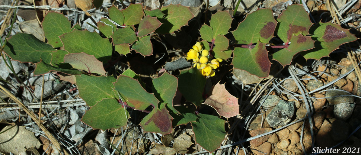 Pygmy Oregon Grape, Dwarf Western Barberry: Berberis pumila (Synonym: Mahonia pumila)