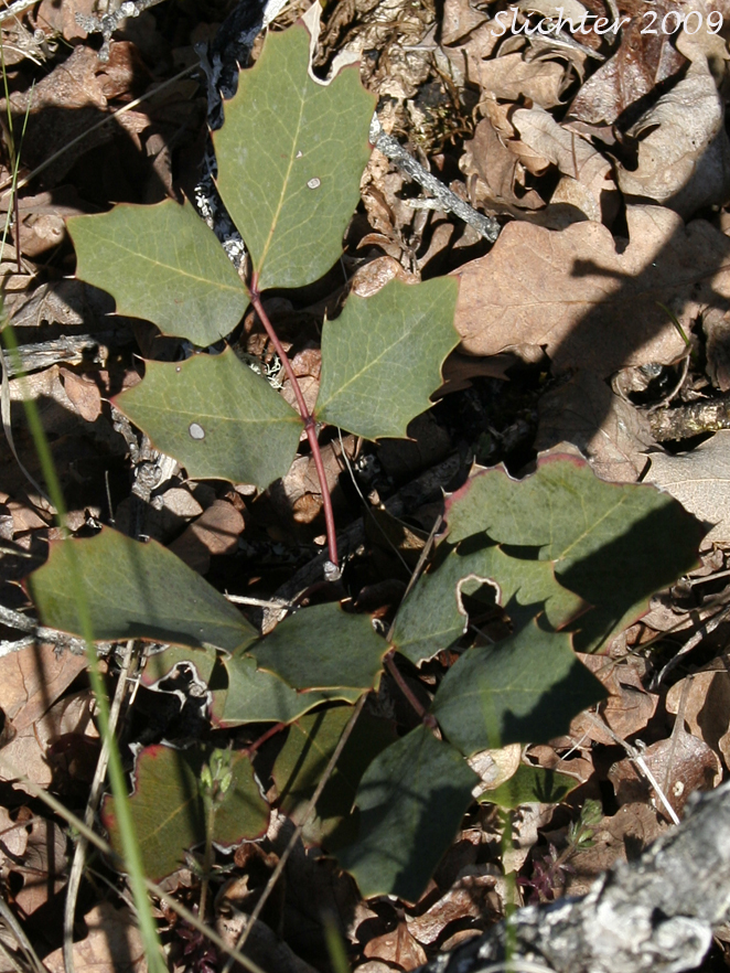 Leaves of Pygmy Oregon Grape, Dwarf Western Barberry: Berberis pumila (formerly Mahonia pumila)
