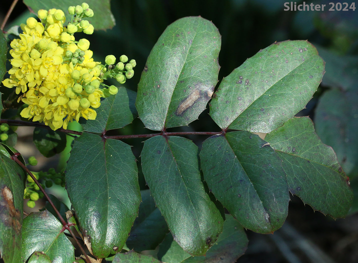 Inflorescence and leaf of Creeping Oregon Grape, Low Oregon Grape: Berberis repens (Synonyms: Berberis aquifolium var. repens, Berberis nana, Berberis sonnei, Mahonia repens, Mahonia sonnei, Odostemon repens)
