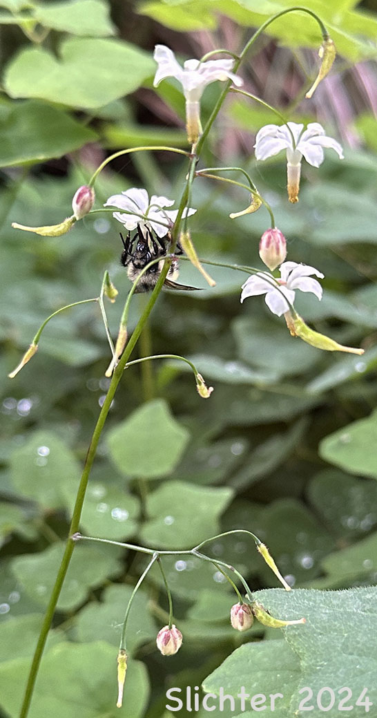 Inside-out-flower, Northern Inside-out Flower, Northern Vancouveria, White Inside-out-flower: Vancouveria hexandra (Synonyms: Epimedium hexandrum, Vancouveria brevicula, Vancouveria picta)