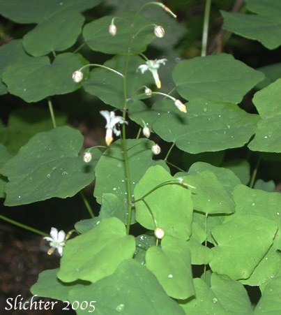 Inside-out-flower, Northern Inside-out Flower, Northern Vancouveria, White Inside-out-flower: Vancouveria hexandra (Synonyms: Epimedium hexandrum, Vancouveria brevicula, Vancouveria picta)