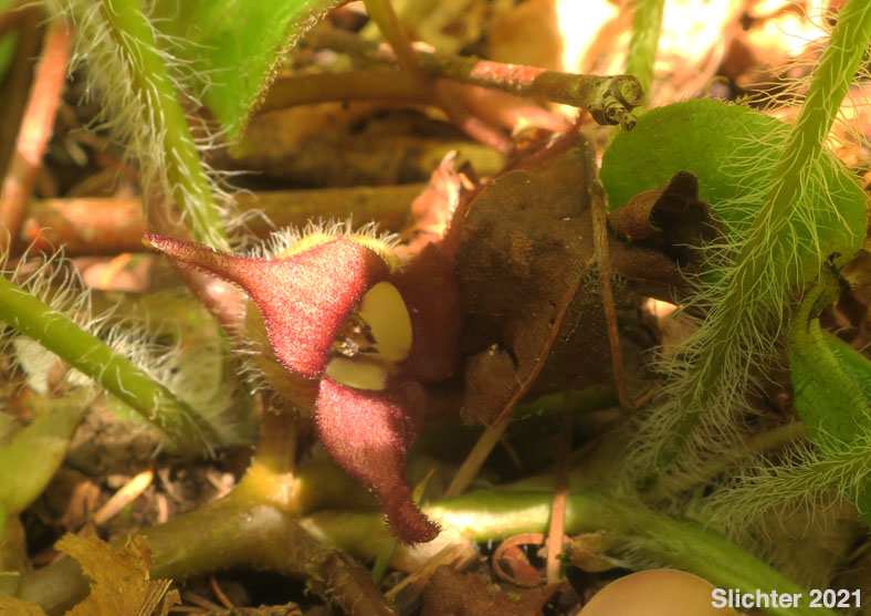 British Columbia Wildginger, Long-tailed Wild Ginger, Wild Ginger, Western Wild Ginger: Asarum caudatum (Synonym: Asarum caudatum var. caudatum)