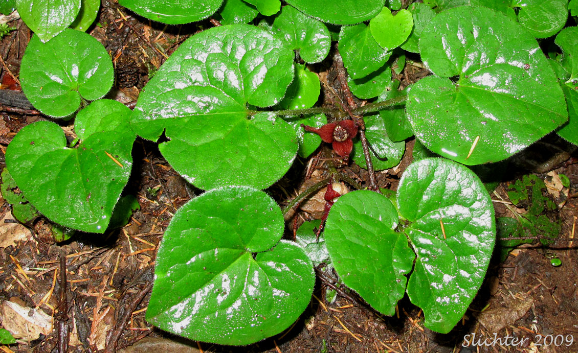 British Columbia Wildginger, Long-tailed Wild Ginger, Wild Ginger, Western Wild Ginger: Asarum caudatum