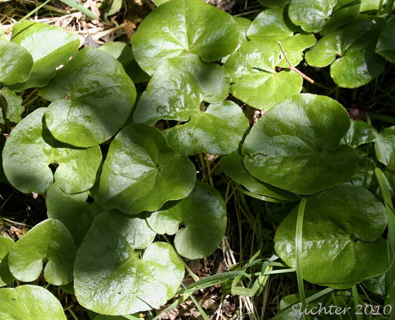 Leaves of British Columbia Wildginger, Long-tailed Wild Ginger, Wild Ginger, Western Wild Ginger: Asarum caudatum (Synonym: Asarum caudatum var. caudatum)