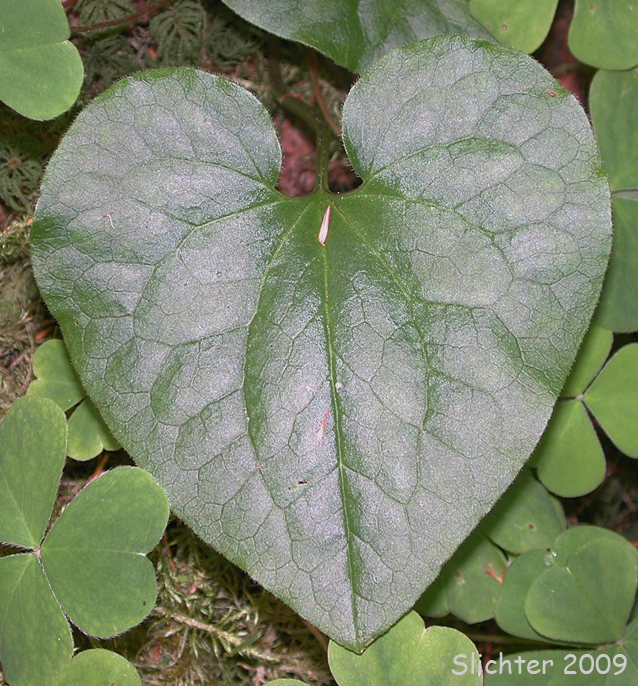 British Columbia Wildginger, Long-tailed Wild Ginger, Wild Ginger, Western Wild Ginger: Asarum caudatum