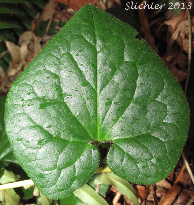 British Columbia Wildginger, Long-tailed Wild Ginger, Wild Ginger, Western Wild Ginger: Asarum caudatum (Synonym: Asarum caudatum var. caudatum)