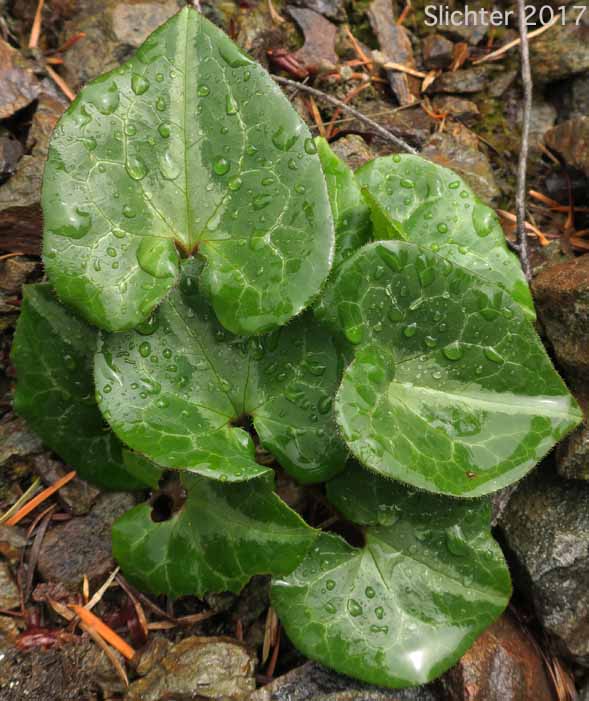 Marbled Wild Ginger: Asarum marmoratum (Synonym: Asarum hartwegii)