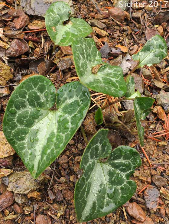 Marbled Wild Ginger: Asarum marmoratum (Synonym: Asarum hartwegii)