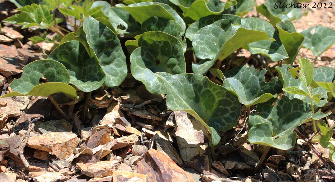 Marbled Wild Ginger: Asarum marmoratum (Synonym: Asarum hartwegii)
