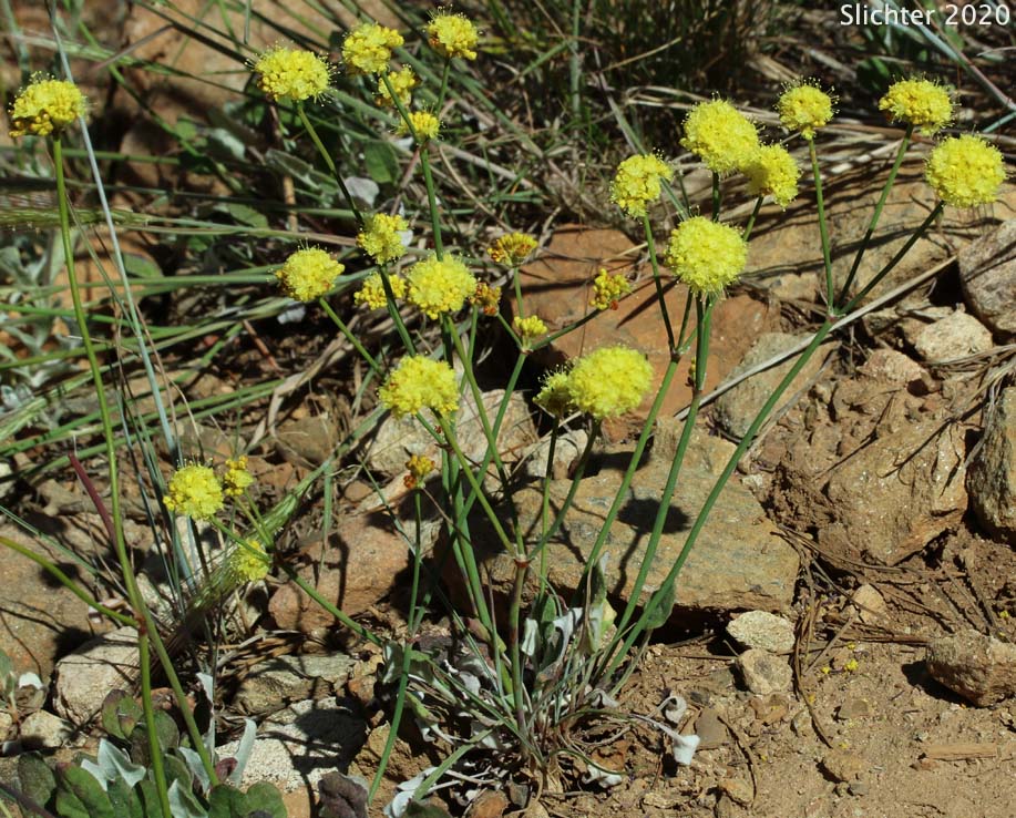 Naked Buckwheat, Fremont's Wild Buckwheat: Eriogonum nudum var. pubiflorum