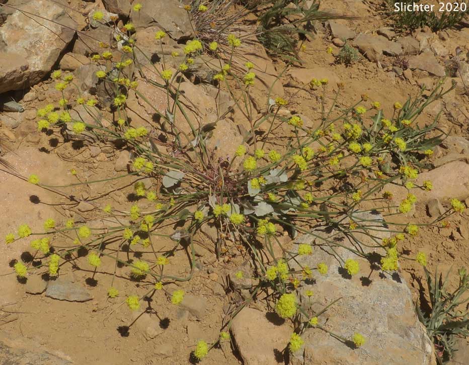Naked Buckwheat, Fremont's Wild Buckwheat: Eriogonum nudum var. pubiflorum