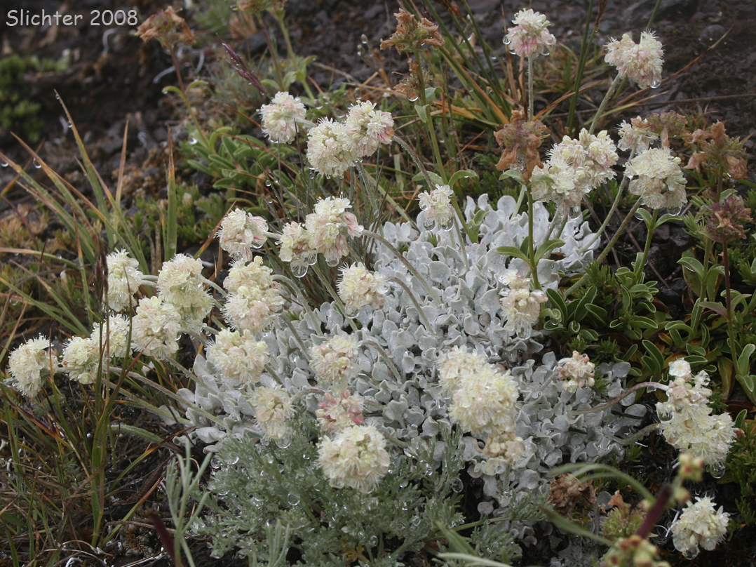 Cushion Buckwheat, Oval-leaved Buckwheat, Sierra Cushion Buckwheat, Sierran Cushion Wild Buckwheat: Eriogonum ovalifolium var. nivale (Synonyms: Eriogonum nivale, Eriogonum rhodanthum)
