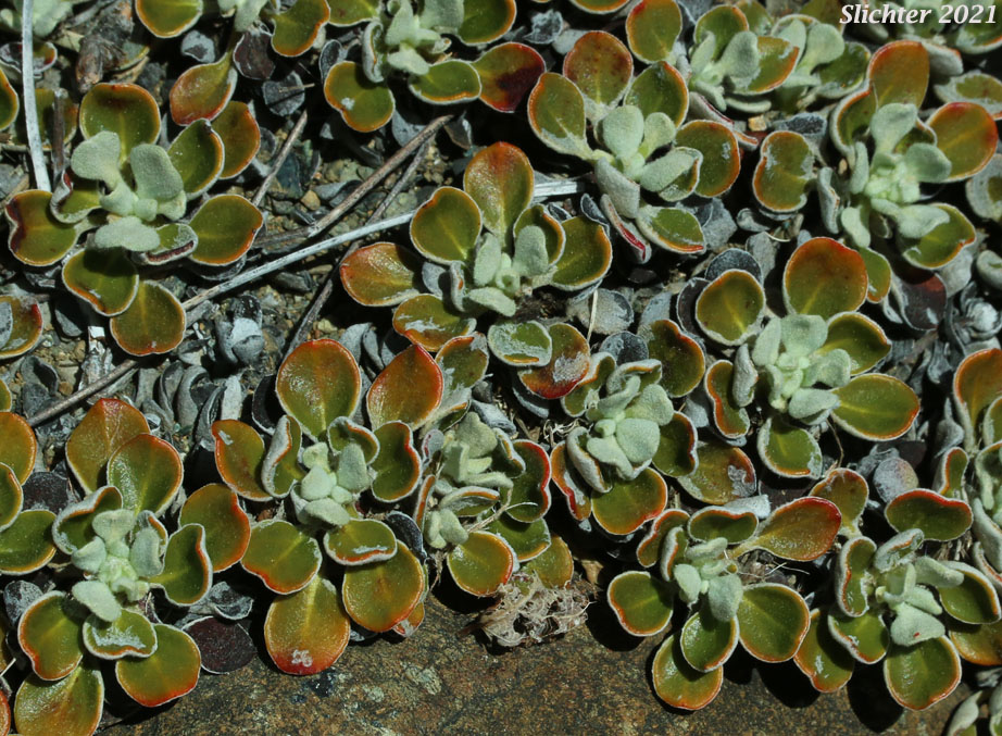 Ternate Buckwheat: Eriogonum ternatum