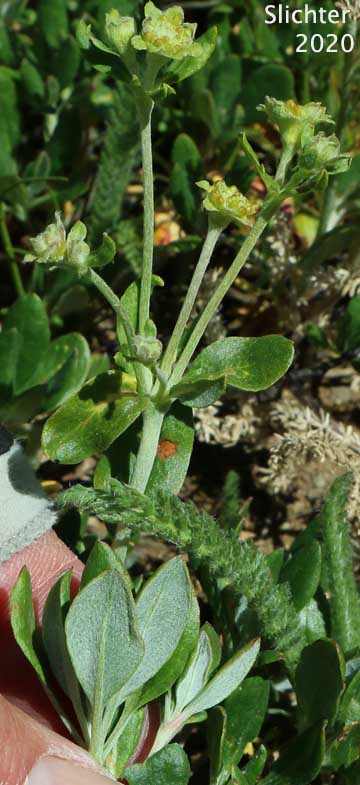 Sulphur Flower Buckwheat, Sulphur-flower Buckwheat, One-eyed Sulphur Flower: Eriogonum umbellatum var. argus