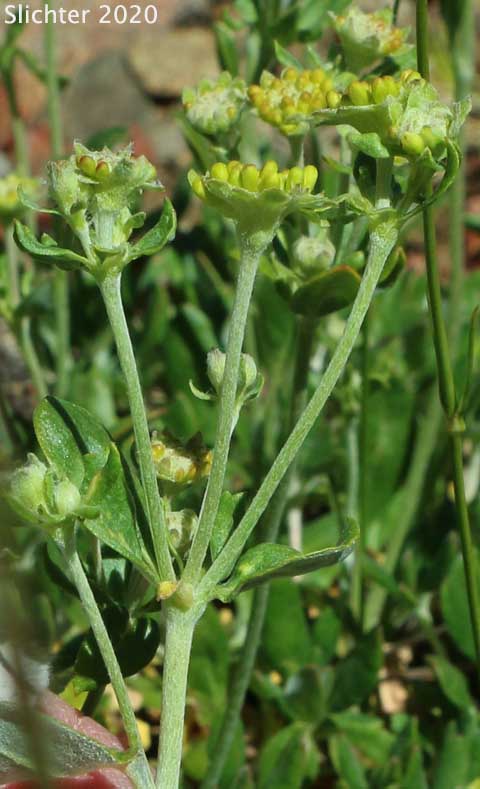 Sulphur Flower Buckwheat, Sulphur-flower Buckwheat, One-eyed Sulphur Flower: Eriogonum umbellatum var. argus