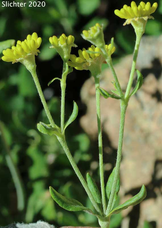 Sulphur Flower Buckwheat, Sulphur-flower Buckwheat, One-eyed Sulphur Flower: Eriogonum umbellatum var. argus