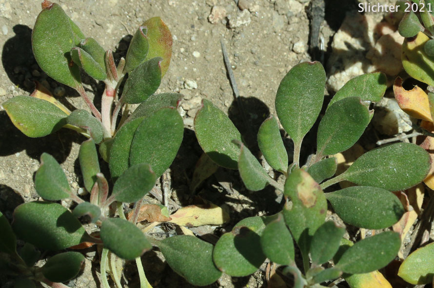 Sulphur Flower Buckwheat, Sulphur-flower Buckwheat, One-eyed Sulphur Flower: Eriogonum umbellatum var. argus