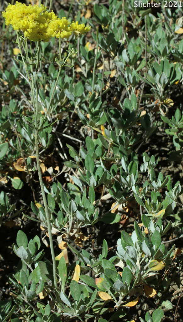 Sulphur Flower Buckwheat, Sulphur-flower Buckwheat, One-eyed Sulphur Flower: Eriogonum umbellatum var. argus