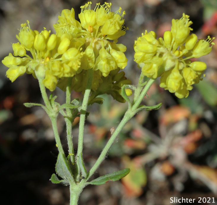 Inflorescence of Sulphur Flower Buckwheat, Sulphur-flower Buckwheat, One-eyed Sulphur Flower: Eriogonum umbellatum var. argus