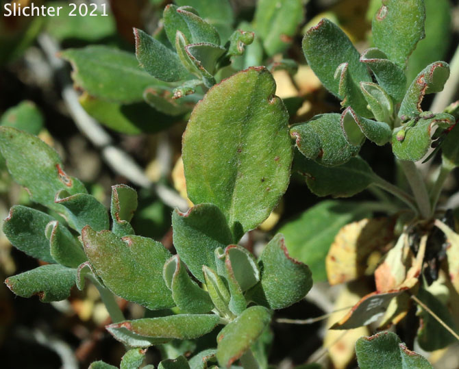 Sulphur Flower Buckwheat, Sulphur-flower Buckwheat, One-eyed Sulphur Flower: Eriogonum umbellatum var. argus