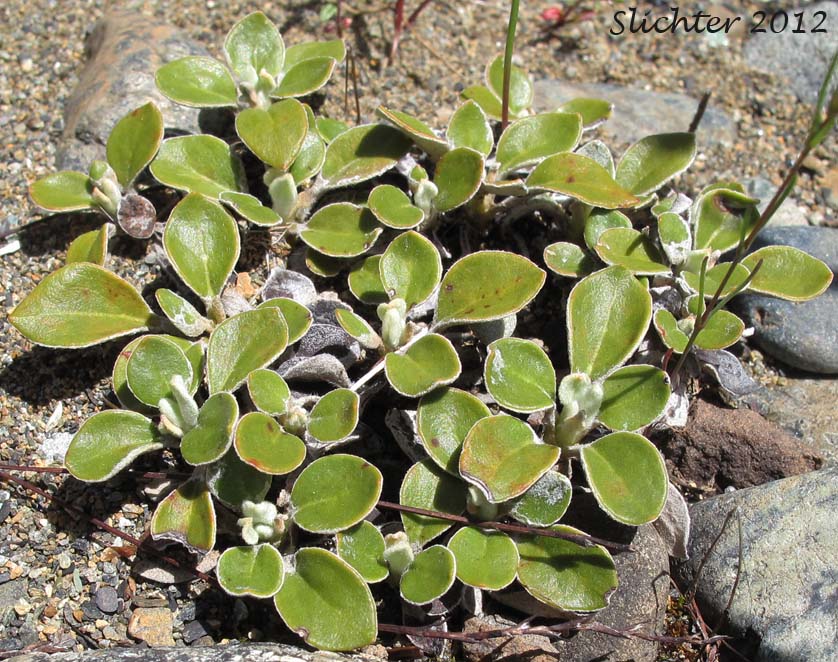 Sulphur-flower Buckwheat, Modoc Sulphur Flower: Eriogonum umbellatum var. modocense (Synonym: Eriogonum modocense)