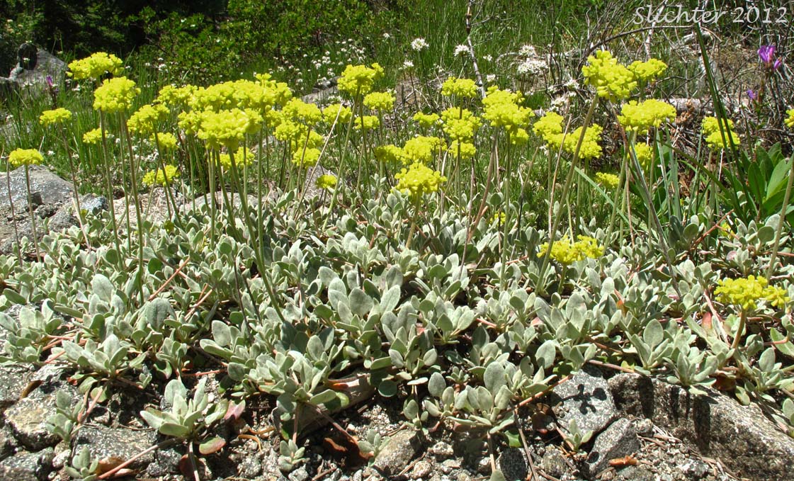 Sulphur-flower Buckwheat, Modoc Sulphur Flower: Eriogonum umbellatum var. modocense (Synonym: Eriogonum modocense)