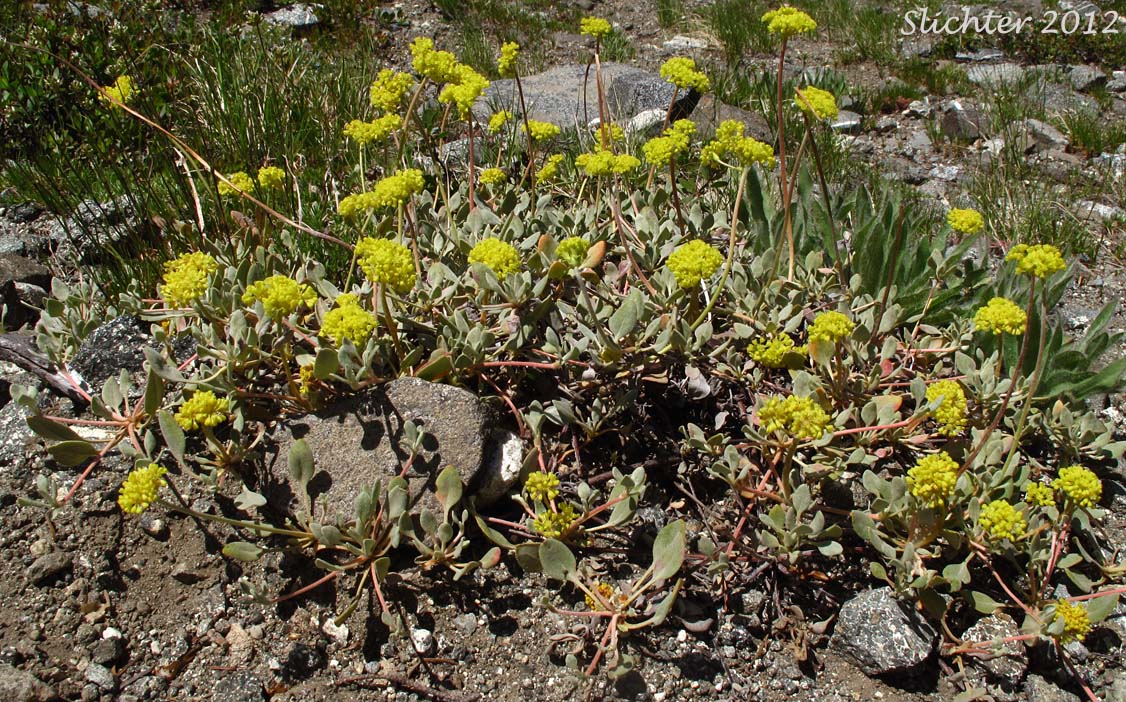 Sulphur-flower Buckwheat, Modoc Sulphur Flower: Eriogonum umbellatum var. modocense (Synonym: Eriogonum modocense)