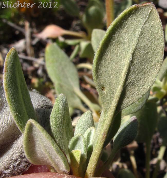 Lower leaf surface of Sulphur-flower Buckwheat, Modoc Sulphur Flower: Eriogonum umbellatum var. modocense (Synonym: Eriogonum modocense)