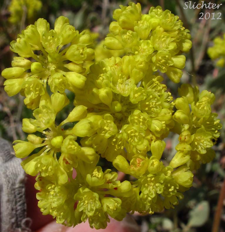 Sulphur-flower Buckwheat, Modoc Sulphur Flower: Eriogonum umbellatum var. modocense (Synonym: Eriogonum modocense)