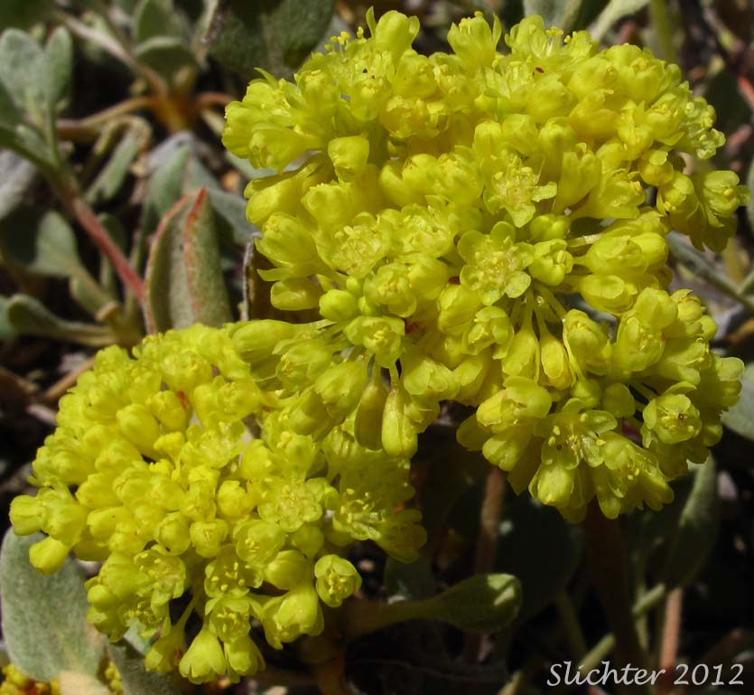 Sulphur-flower Buckwheat, Modoc Sulphur Flower: Eriogonum umbellatum var. modocense (Synonym: Eriogonum modocense)