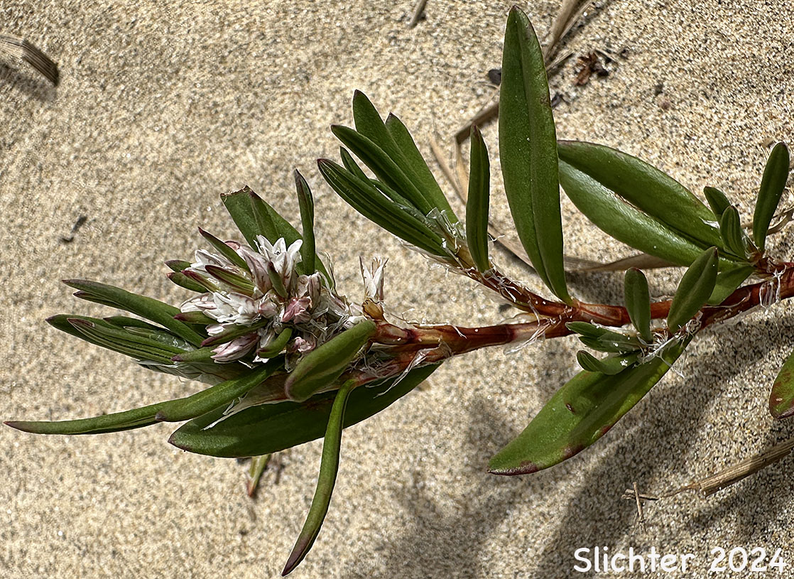 Black Knotweed, Beach Knotweed, Nailwort Knotweed: Polygonum paronychia