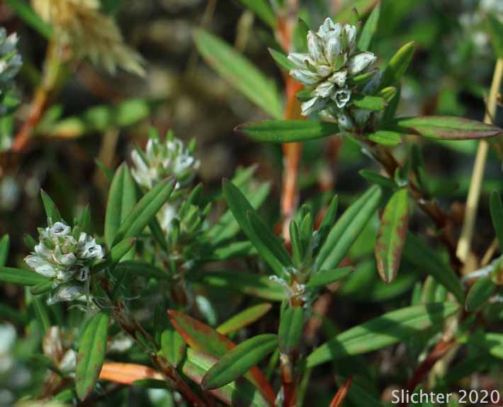 Black Knotweed, Beach Knotweed, Nailwort Knotweed: Polygonum paronychia