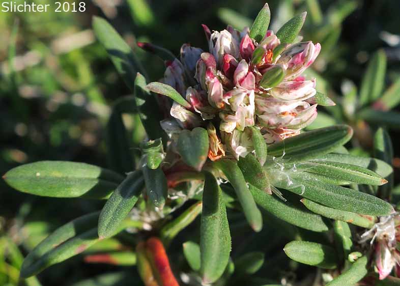 Black Knotweed, Beach Knotweed, Nailwort Knotweed: Polygonum paronychia